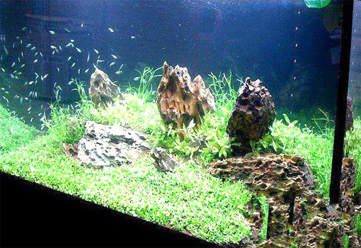 果殼活性炭應(yīng)用于魚(yú)缸水處理的效果